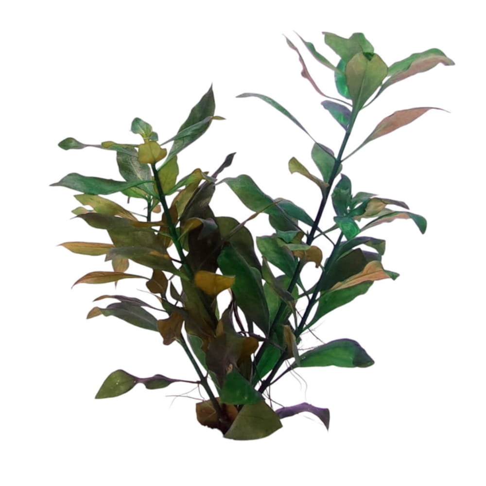 ovalis ludwigia1.jpg